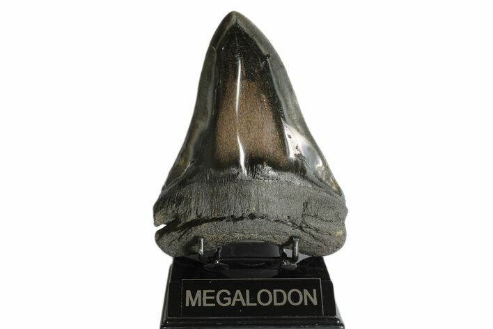 Huge, Fossil Megalodon Tooth - Polished Blade #171477